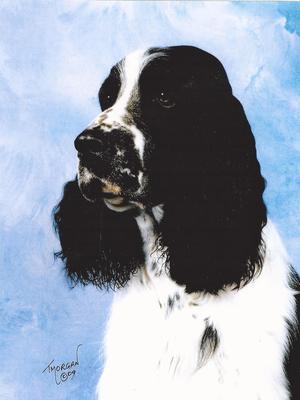 Tissy (Sire)