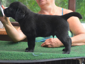 black dog