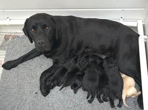 Daisy and puppies