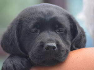 black dog