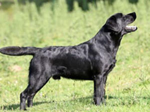 Sire Del