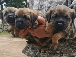 Hollys Pups