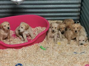 PUPS