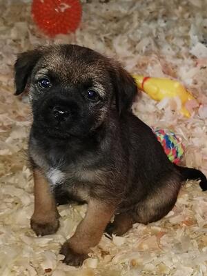HAZELS PUPS 2