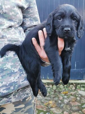 Black Dog Pup