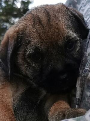 Dog Pup