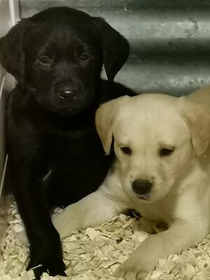 HAZELS PUPS