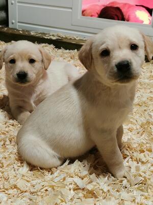 Hazels Pups
