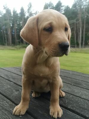 Bitch Pup
