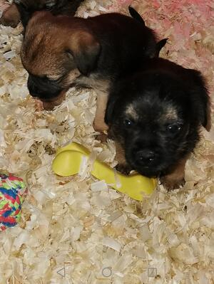 HAZELS PUPS