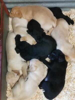 PUPS