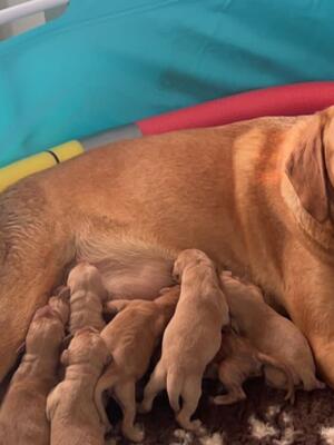 Puppies