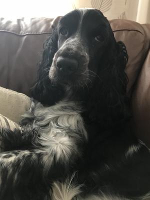 champdogs cocker spaniel puppies for sale