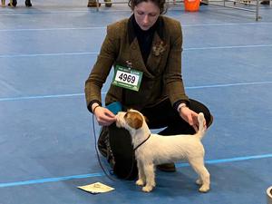 Boston Championship Show 2020