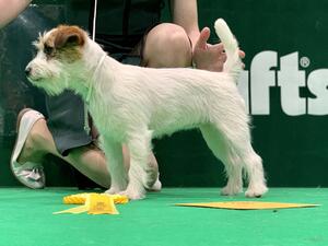 Crufts 2020 - 3rd Place - MPB - Exotica