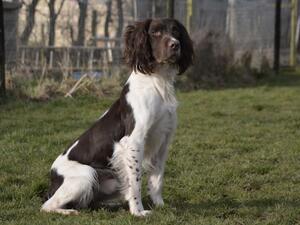 Countryways Railey of Windbush (Sire)