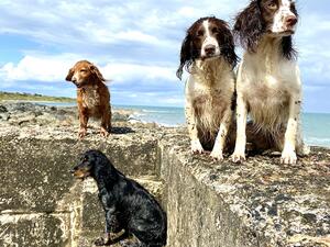 Moorlough Gundogs