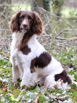 Episcopi Waffle (sire)
