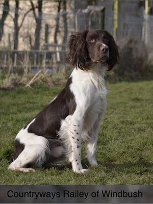 Countryways Railey of Windbush (sire)