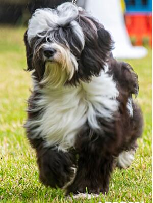 Reggie the Regal