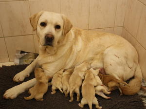 Misty and her brood