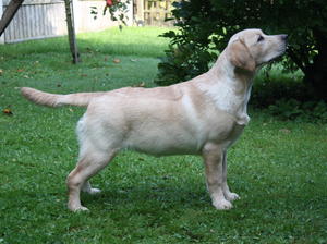 Ambestope Wynn Dixie
