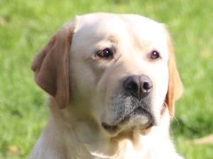 Sh Ch Amberstope Rebel Yell ShCM