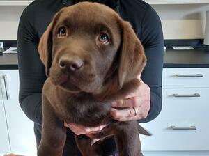 10 weeks