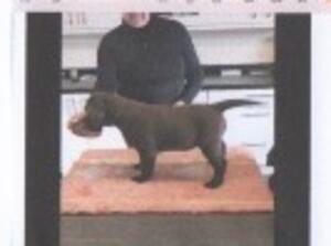 Pup 10 weeks