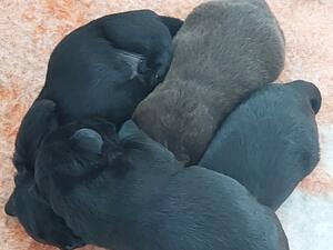 pups 9 days
