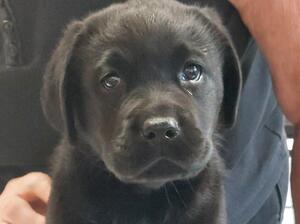 Pup 7 weeks