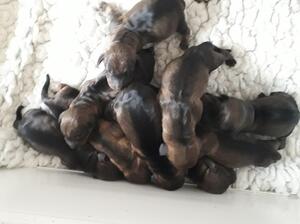 Pups