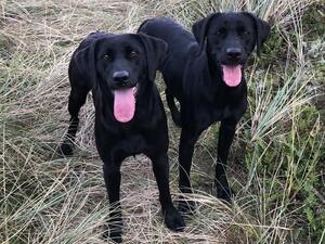 “Dolly” (on the right)