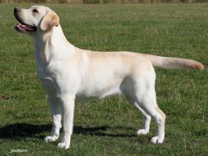 Mandursan Aphrodite with Allenie JW