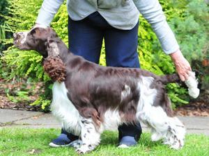 Lordsett Unforgiven at Beresford - pups sire