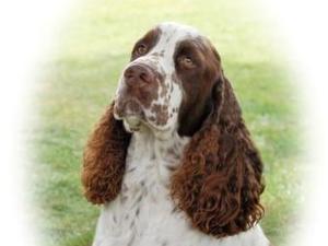 Sh Ch Trimere Talking Point of Allenie