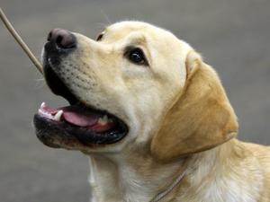 Our Lovely Marco with his gentle expression