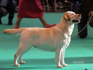 Sh Ch, Am Ch Saltys Surfer Girl of Tampa Bay