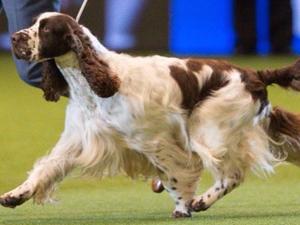 Owen in the group at Crufts 2018!