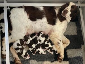 Darcy and her puppies