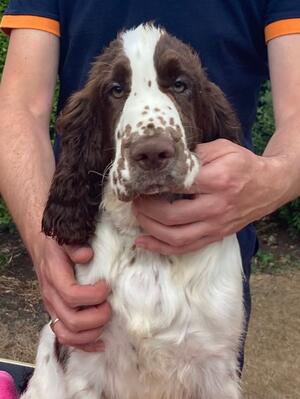 Male puppy available