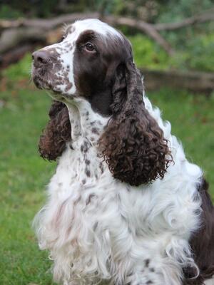 Sh Ch Plaiglen Dazzled by Allenie