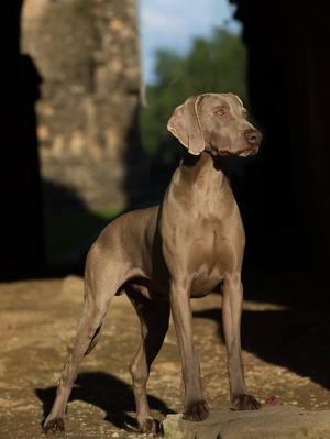 Sh Ch Gunalt Fansome of Allenie