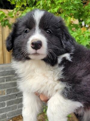 Dog Puppy