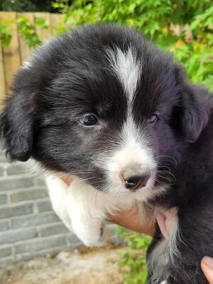 Girl Puppy