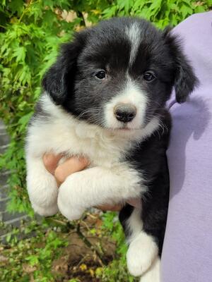 Girl Puppy
