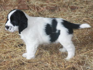 Cottonstones Rufus