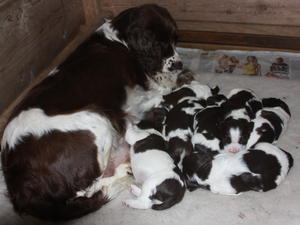 Teasel and new pups