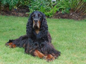 Baxter