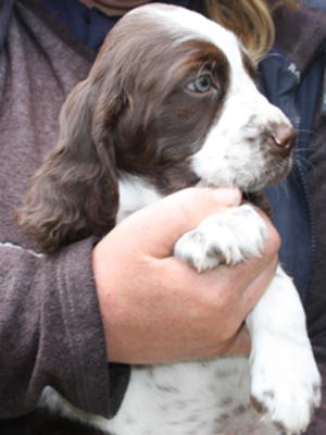Dog puppy from 2012 litter